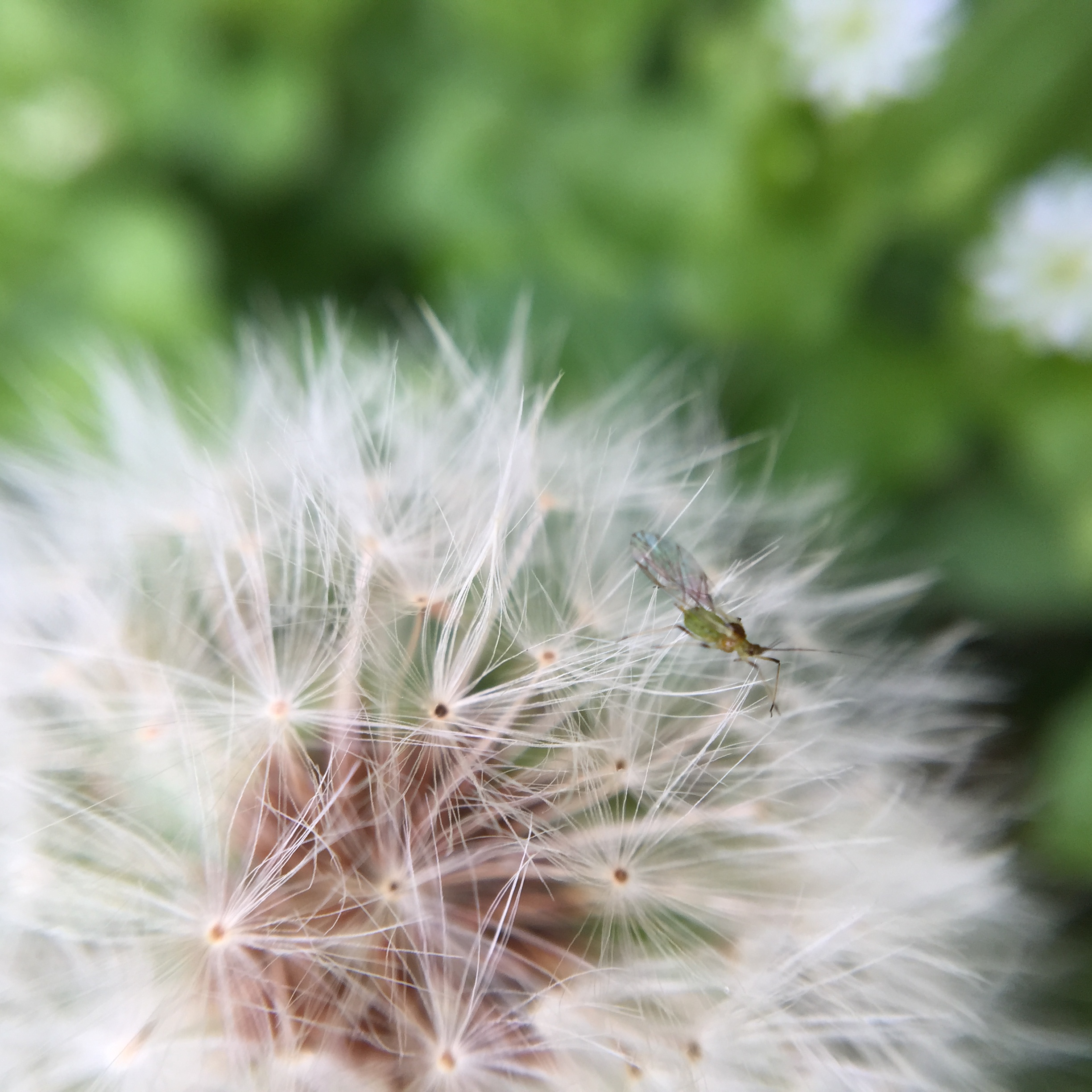 dandelion